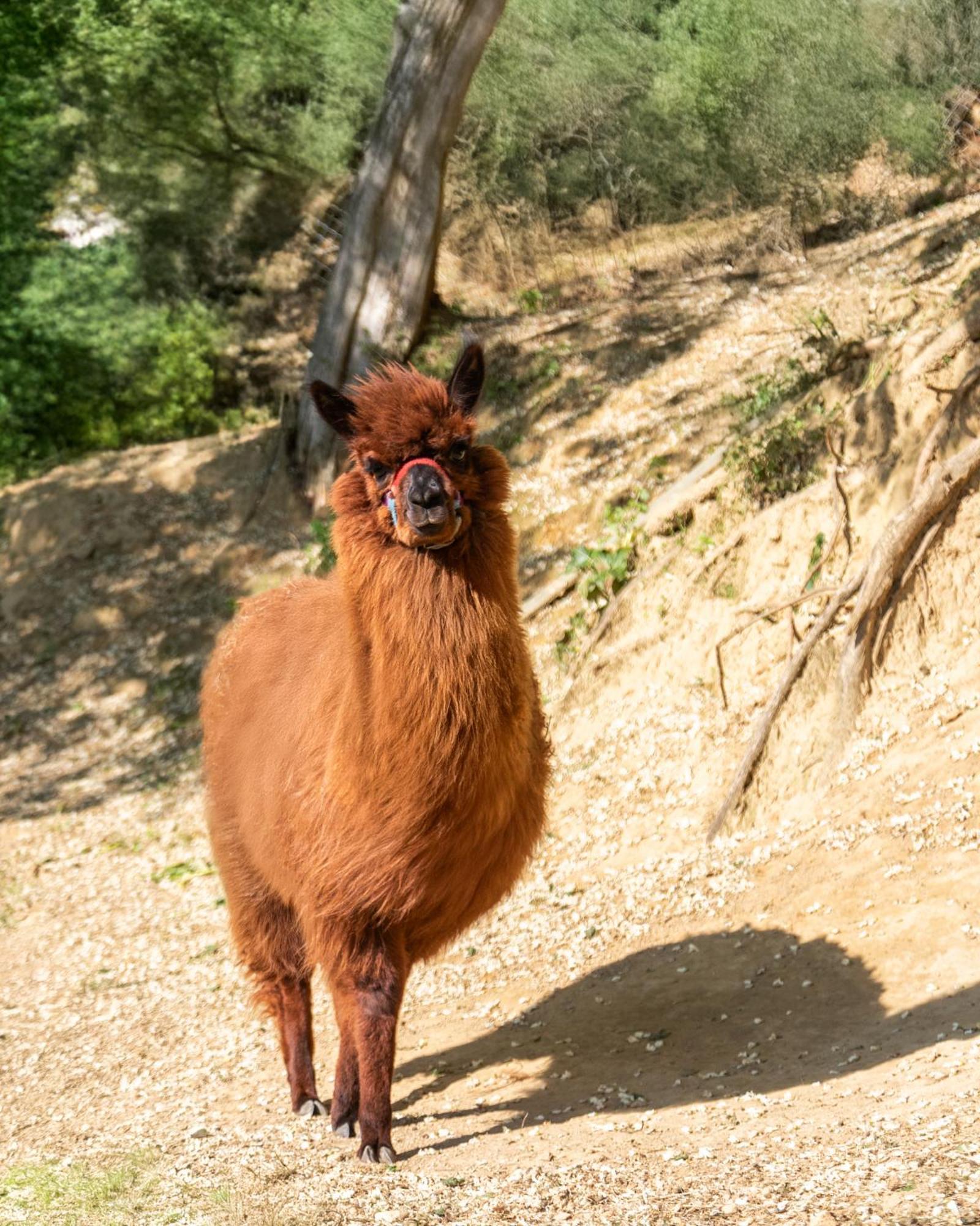 Alpaca Country House Pontedera Exteriér fotografie