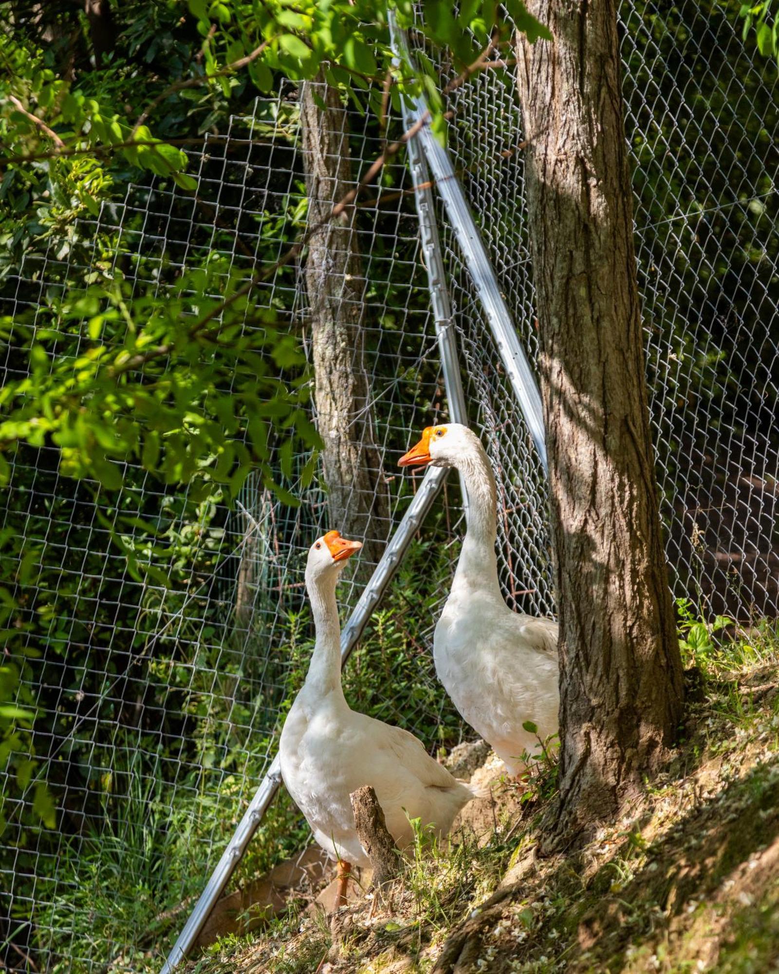 Alpaca Country House Pontedera Exteriér fotografie
