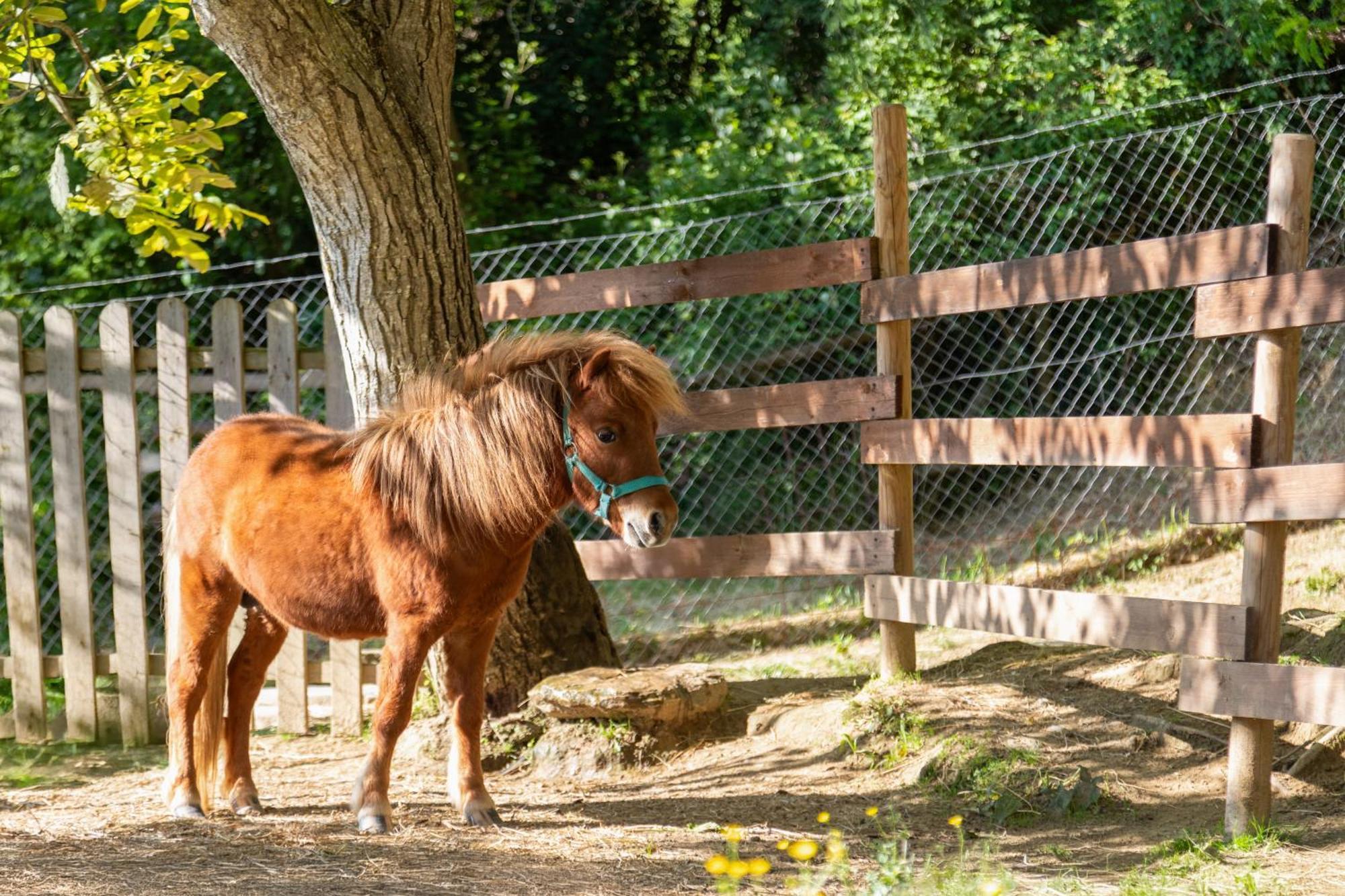 Alpaca Country House Pontedera Exteriér fotografie