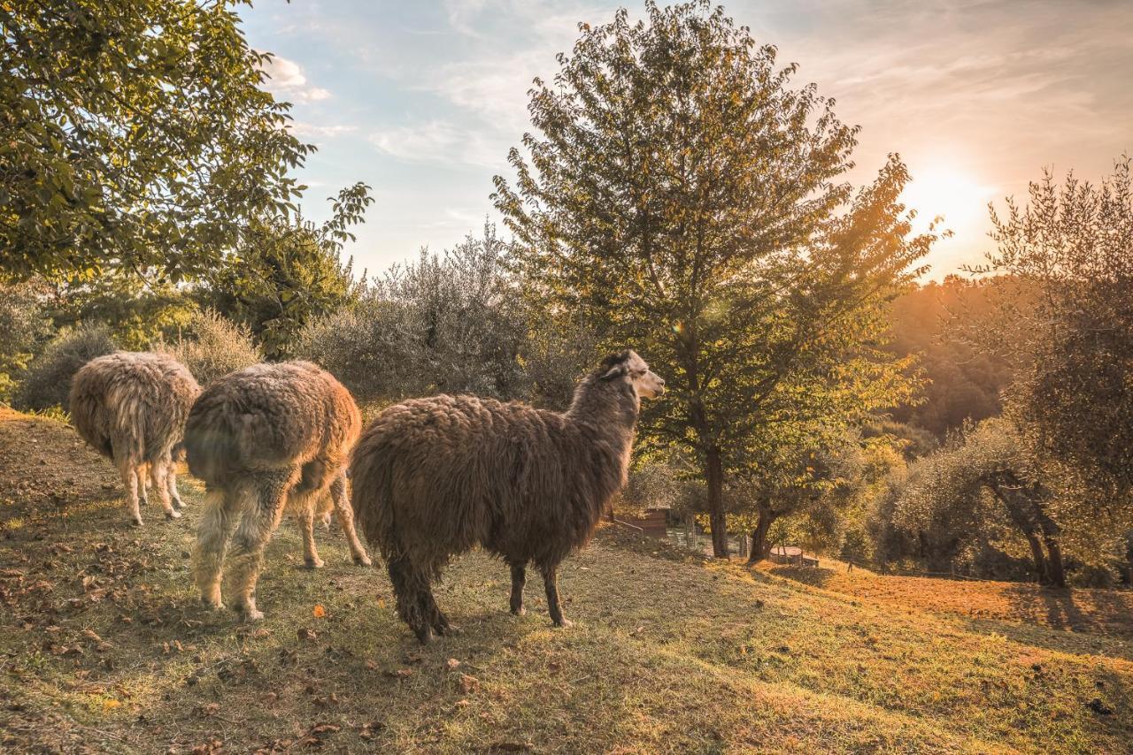 Alpaca Country House Pontedera Exteriér fotografie